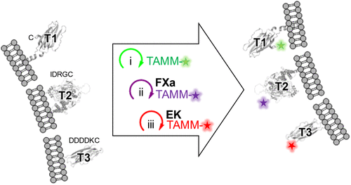 A Single Bioorthogonal Reaction for Multiplex Cell Surface Protein Labeling